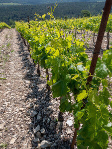 11-14-05-25 gigondas, P1098297