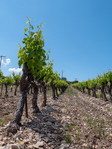 11-14-05-25 gigondas, P1098298