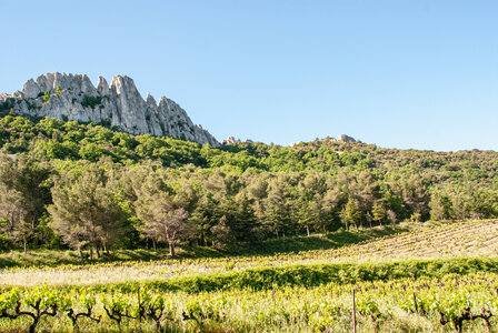 LES DENTELLES DE MONTMIRAIL 2eme jour 12 mai 2025 Les Dentelles Sarrasines, DSC_0123