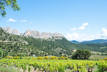 LES DENTELLES DE MONTMIRAIL 2eme jour 12 mai 2025 Les Dentelles Sarrasines, DSC_0161