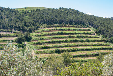 LES DENTELLES DE MONTMIRAIL 2eme jour 12 mai 2025 Les Dentelles Sarrasines, DSC_0167