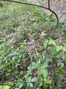 Montmirail J 01, IMG_2017