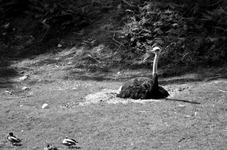 Zoo de Thoiry 2025, _DSC4371_bw