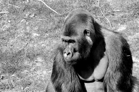 Zoo de Thoiry 2025, _DSC4363_bw