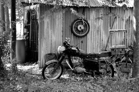 Zoo de Thoiry 2025, _DSC4358_bw