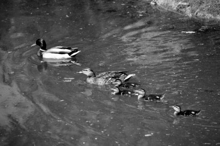 Zoo de Thoiry 2025, _DSC4341_bw