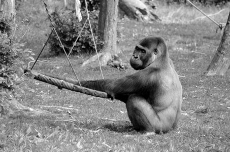 Zoo de Thoiry 2025, _DSC4340_bw