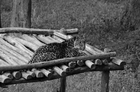 Zoo de Thoiry 2025, _DSC4319_bw