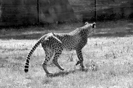 Zoo de Thoiry 2025, _DSC4304_bw