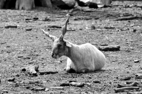Zoo de Thoiry 2025, _DSC4299_bw
