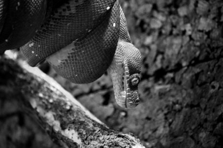 Zoo de Thoiry 2025, _DSC4291_bw
