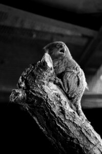 Zoo de Thoiry 2025, _DSC4285_bw