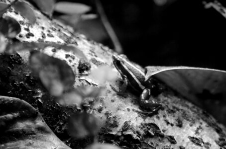 Zoo de Thoiry 2025, _DSC4279_bw