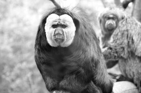 Zoo de Thoiry 2025, _DSC4244_bw