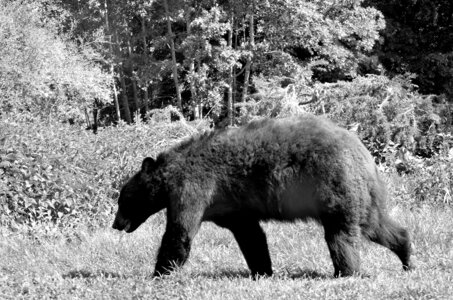 Zoo de Thoiry 2025, _DSC4207_bw