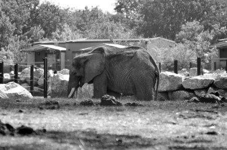 Zoo de Thoiry 2025, _DSC4192_bw