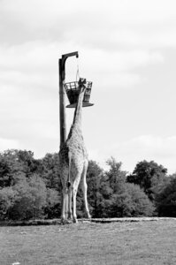 Zoo de Thoiry 2025, _DSC4180_bw