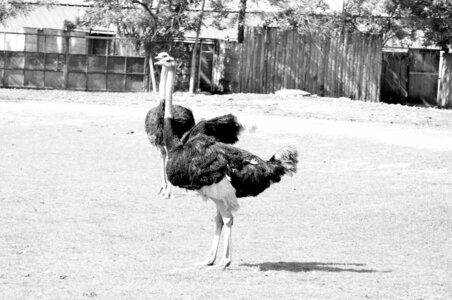 Zoo de Thoiry 2025, _DSC4174_bw