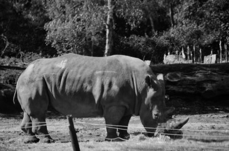 Zoo de Thoiry 2025, _DSC4166_bw