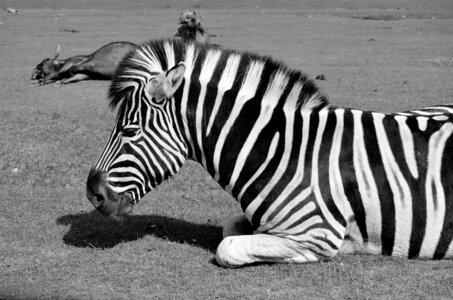 Zoo de Thoiry 2025, _DSC4145_bw