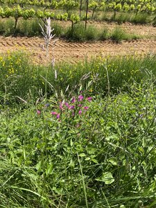 Montmirail J 03, IMG_2073