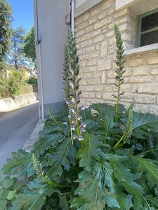 Montmirail J 03, IMG_2101