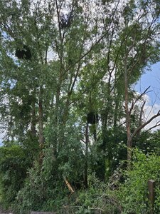 PM, Arbre 3