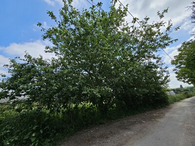 PM, Arbre 4
