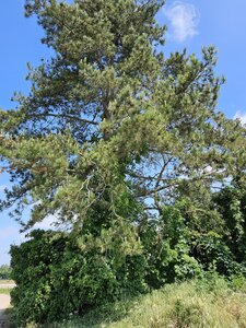 PM, Arbre 8