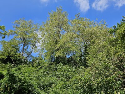 PM, Ceinture arborée 9