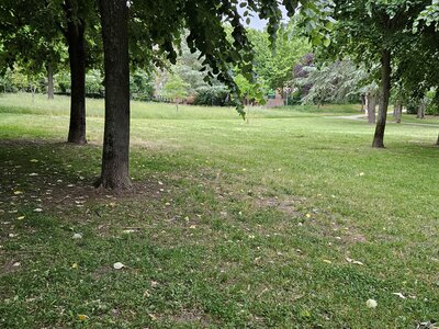 PFM, 20250527_080248