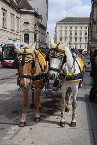 2025_05_06 Vienne, IMG_8888_z
