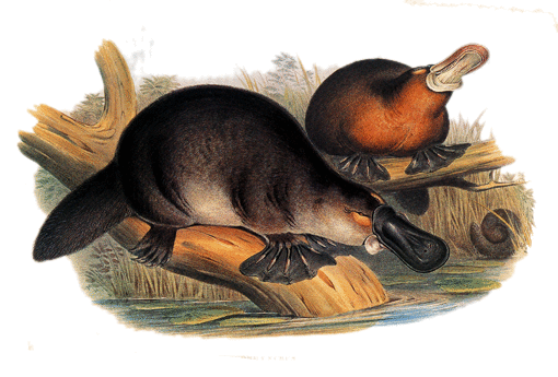 Deux ornithorynque par John Gould (1804-1881)