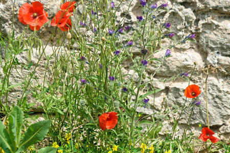 Alpes de Haute Provence et Vercors mai 2025, DSC08991_DxO