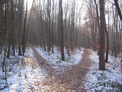 blog - Pérégrinations d'une masterante, forest-path-238887_640