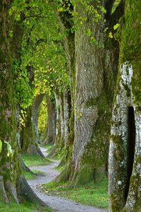 blog - Pérégrinations d'une masterante, trees-2897757_640