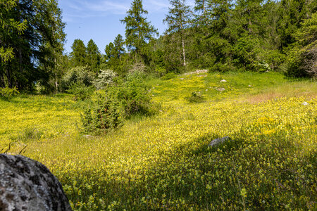 Rando épicurienne au plateau de la Coche le 12 juin 2025, 1L8A0056