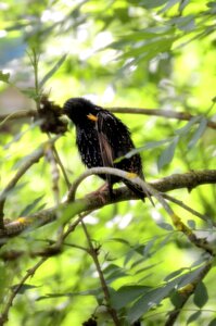 Oiseaux IDF, _DSC4386_m