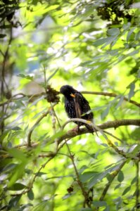 Oiseaux IDF, _DSC4385_m