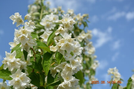Nature, DSC_2114