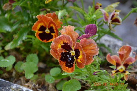 Nature, DSC_2117