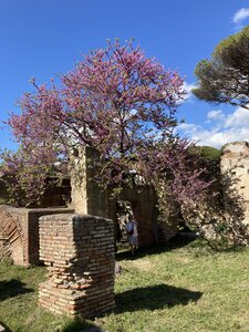 Ostia Antiqua, IMG_5645