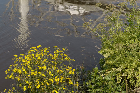Le Teich 9 juin 2025, _K1_S3_6982