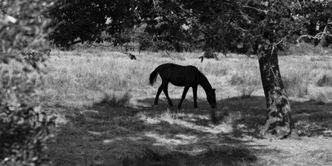 Le Teich 9 juin 2025, _K1_S3_7118