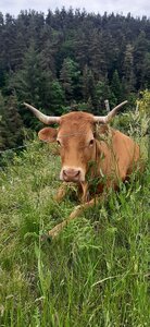 2025-06-07 SEJOUR LOZERE, 20250606_104847