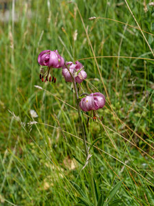 18-21-06-25 CDSA valgo, P1098380