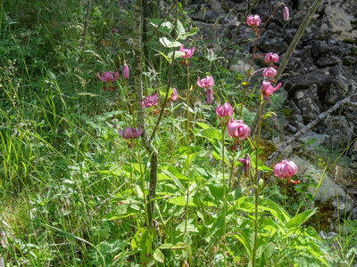 18-21-06-25 CDSA valgo, P1098381