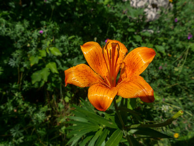 18-21-06-25 CDSA valgo, P1098389