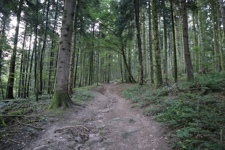2025 06 24a L'Ormont, IMG_9758 La montée vers la Roche des Fées