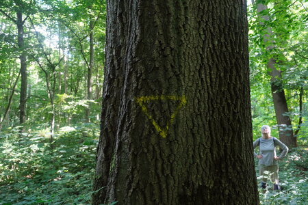 Forêt_Marly, DSCF6671